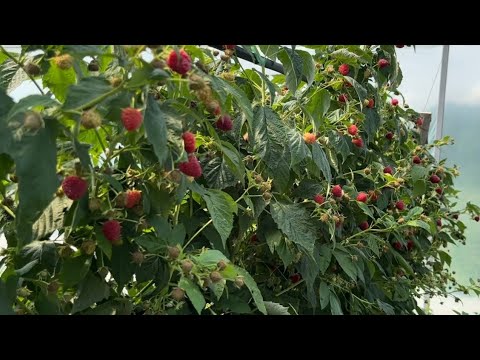 ДЕЛНИВА сорт малины - YouTube