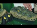 Bass pro shops remote control trick gator alligator boat