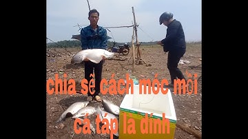 Chia sẽ cách móc mồi cá táp là dính và những pha lên hàng cực đỉnh.#tuansongray#lure#cauca