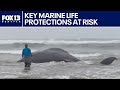 Key marine life protections at risk | FOX 13 Seattle