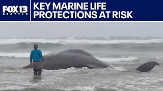 Key Marine Life Protections At Risk Fox 13 Seattle