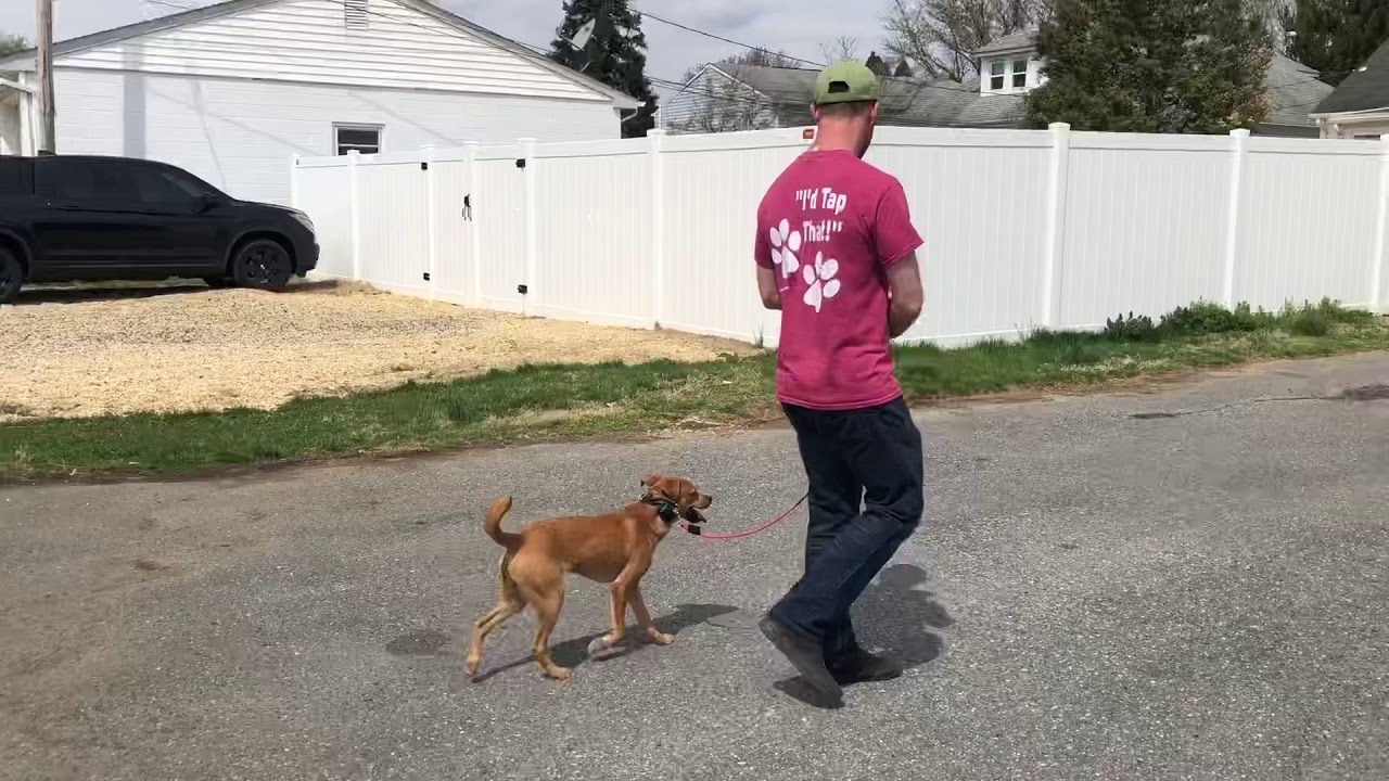 How to get a dog to stop pulling in 15 minutes using a prong collar