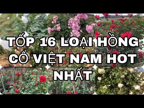 Video: Các Loại Hoa Hồng Khác Nhau - Những Loại Hoa Hồng Nào Dành Cho Người Làm Vườn