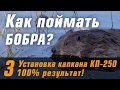 Как поймать бобра в проходной капкан КП-250. Секреты установки. Пойманы 2 бобра.