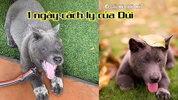 Nguyễn Văn Dúi - Idol Dúi - 1 Ngày Cách Ly Của Dúi