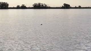 2012 11 18 19 36 Ibicuy perro nadando ppal Ibicuy