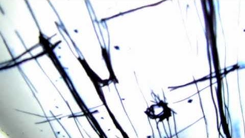 Locust Toybox - Hychapte