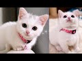 お腹が空いたと鳴くマンチカン子猫！(ノーカット版) The Munchkin cat meowing.So cute kitten!(Uncut full version)
