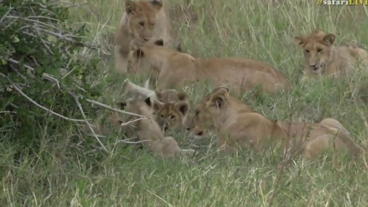 sindile faku July 25, 2017 - sunset -The Mara Lion Cubs are Playful