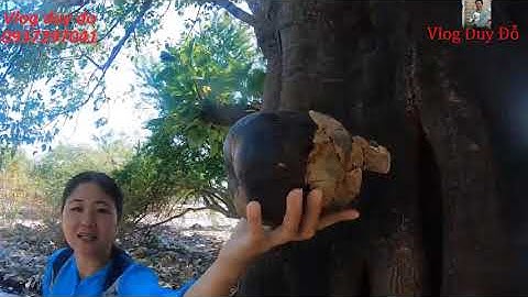 Bất ngờ phát hiện vườn cây Thốt Nốt quái vị, mới thấy lần đầu , mời mọi người giải thích giùm ?????