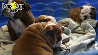 Lovable English Bulldog Puppies