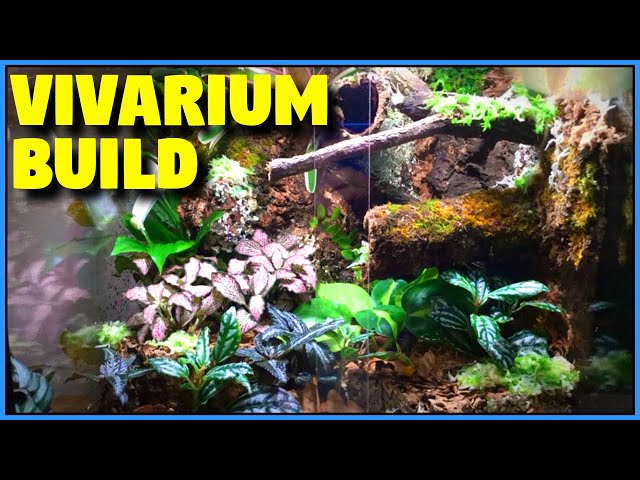 My vivarium build adventure