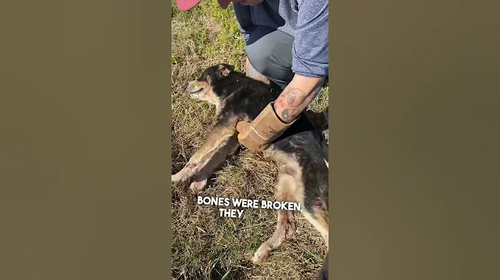 This dog saved his friend’s life ❤️👏 - DayDayNews