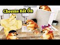 Tổng Hợp Những Câu Chuyện Bất Ổn Của Cheems Lỏ Siêu Hài Hước 🤣 Hoàng ACC