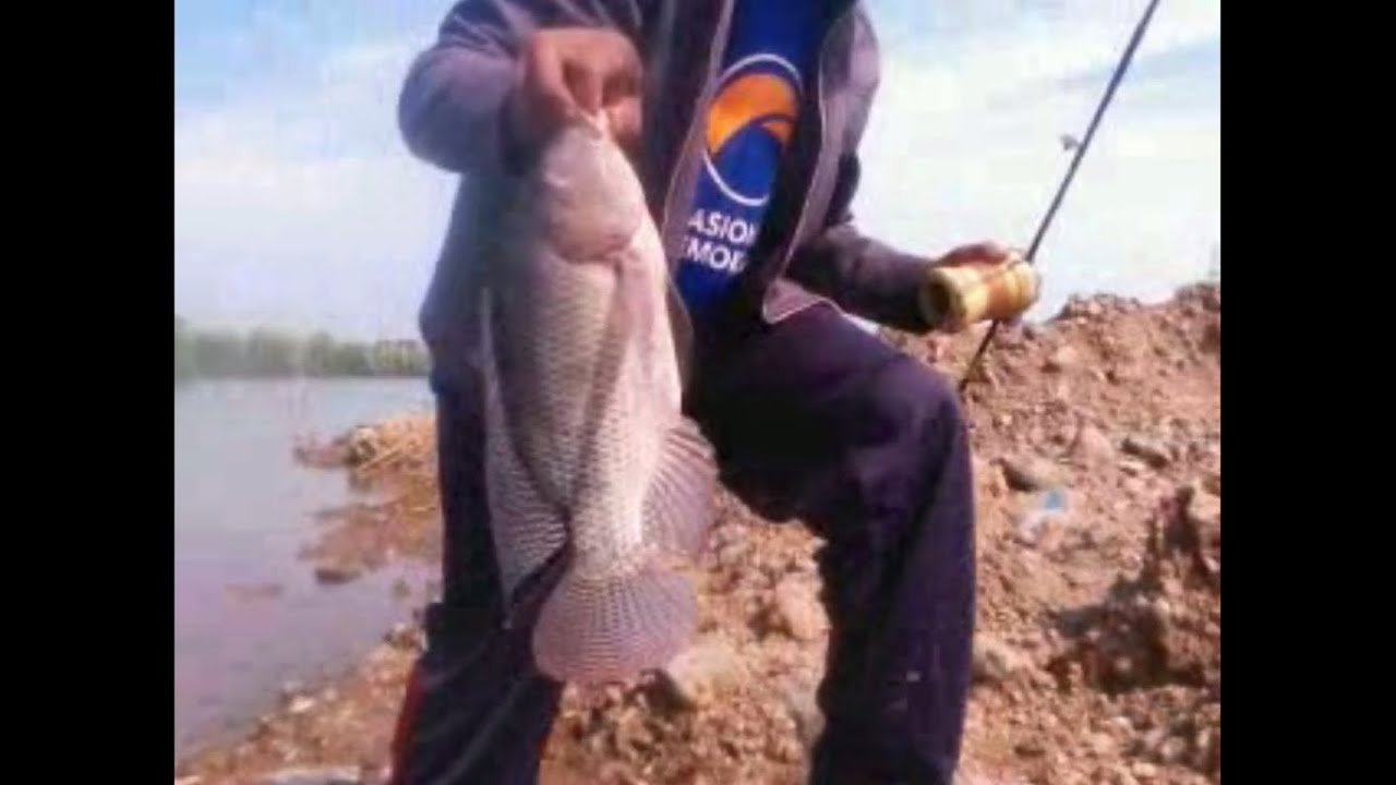  mancing  nila  dan mujair  besar YouTube