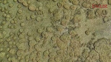 Thrombolites - the Oldest residents of Australia