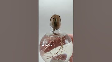 196 day time lapse of an oak tree sprouting from an acorn