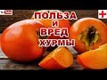 ЛЕЧЕБНЫЕ СВОЙСТВА ХУРМЫ.КОМУ НЕЛЬЗЯ ЕСТЬ ХУРМУ.МОЖНО ЛИ  ЕСТЬ ХУРМУ С КОЖУРОЙ ?