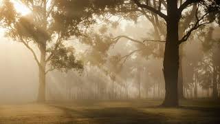 Soft Serenade Gentle Piano Music for Reading