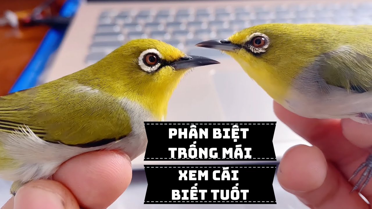 Cách Phân Biệt Chim Khuyên Non TRỐNG MÁI QUA TIẾNG KÊU - Sex Discrimination  Of Young Birds | KTB - YouTube