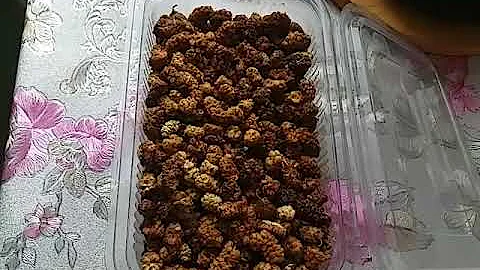 СУЩЕНЫЕ ПЛОДЫ ТУТОВОГО ДЕРЕВА (ШЕЛКОВИЦЫ)И ЕЕ ЦЕЛЕБНЫЕ КАЧЕСТВА