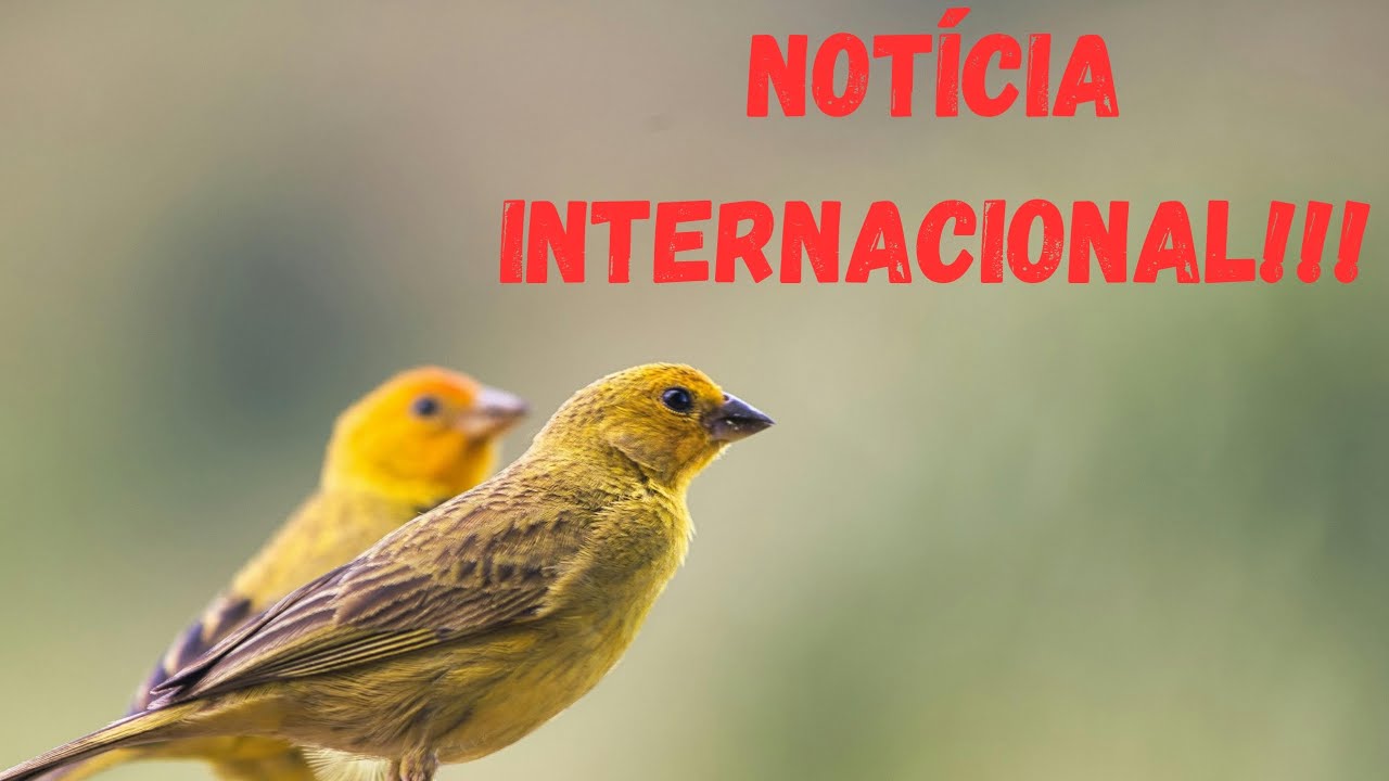 Intensificação contra o tráfico internacional!