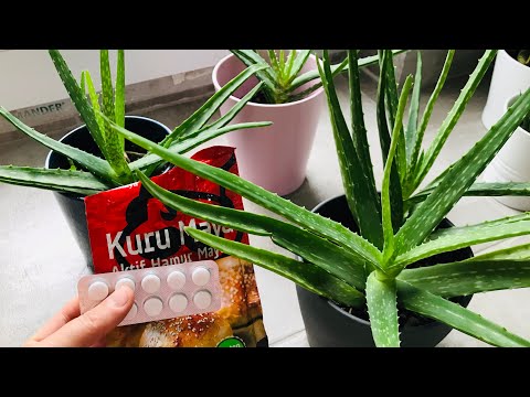 Alo Vera Coşturan Tarif 2 /Aloe Vera Bakımı ,toprağı Ve Çoğaltma/Aloe vera jeli/ Aloe vera growing