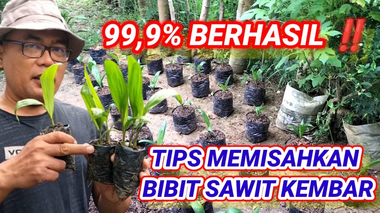 CARA MUDAH MEMISAHKAN BIBIT SAWIT KEMBAR (DOUBLE TONE)