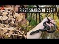 Finding Snakes in January! First Snakes of 2021, Kingsnake, Rattlesnake, and More!