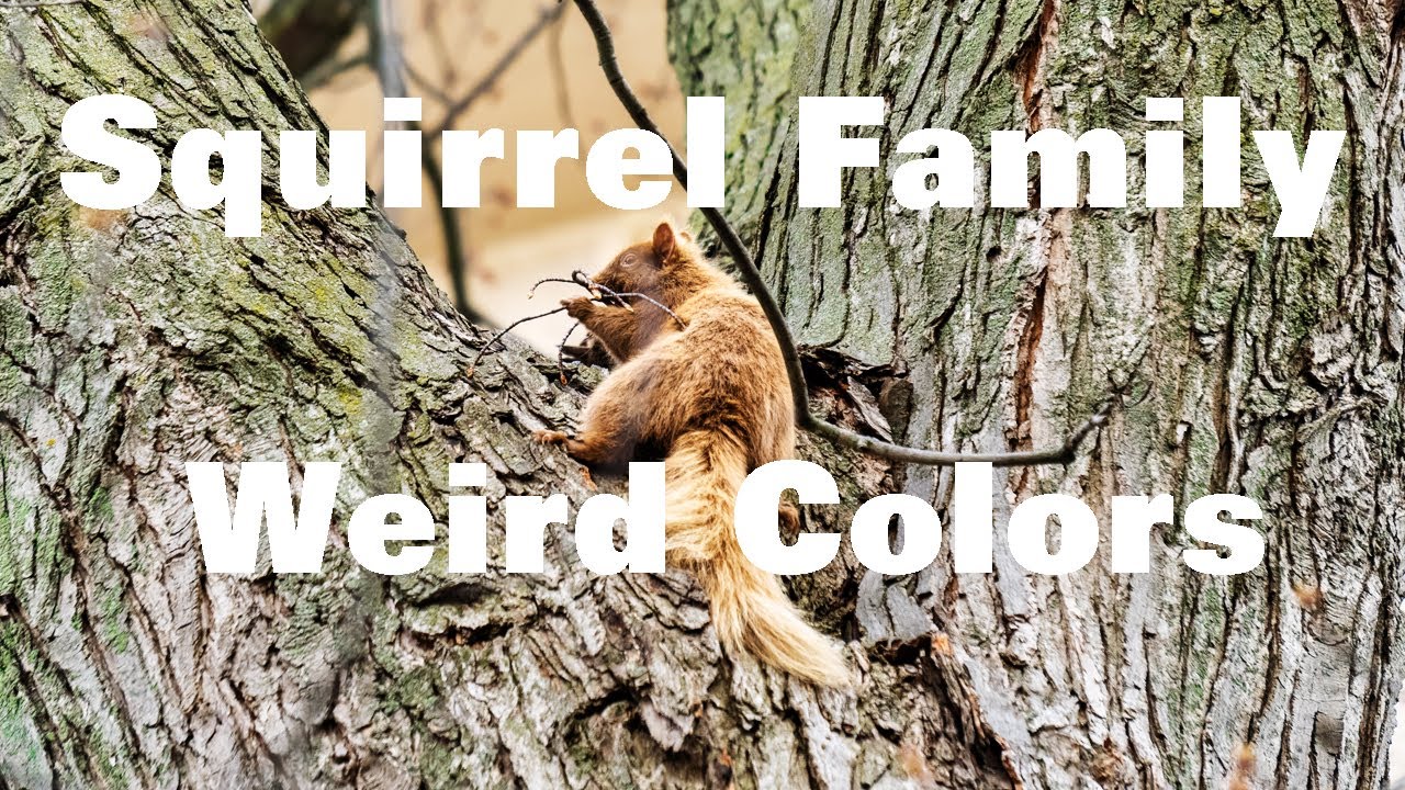 Squirrel Family Weird Colors