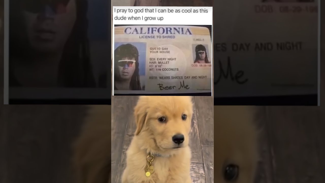 I Pray To God That Can Be As Cool This Dude Doggo 