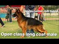 Long coat open class male  dog show