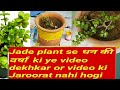 Full knowledge of Jade Plant, Money attracting Crassula Ovata Easy grow, direction,Care at Home tips