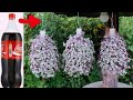 Idea to recycle plastic bottles to make a beautiful hanging garden with callisia repens pink