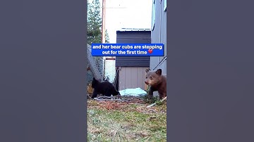 Bear cubs enter the world after hibernation