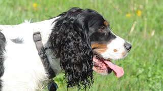 The Heart and Loyalty of Brittany Dogs and Service Dog Breeds