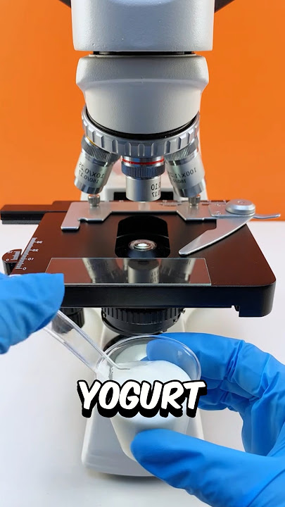 Yogurt under the microscope 🔬😱