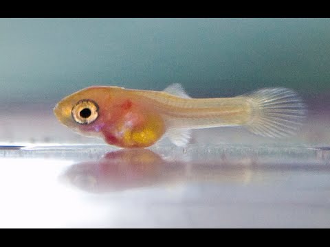  Baby  Guppies  HD YouTube