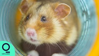 Hong Kong Culls Hamsters Over Covid Fears