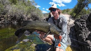 Clear Water Gorge Country Murray Cod. Fishing Australia.