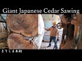 【製材】杉　巨木　樹齢推定130年　Giant Japanese Cedar Sawing