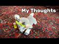 furReal Daisy the Yoga Goat Interactive Toy, 11-inch Realistic Plush