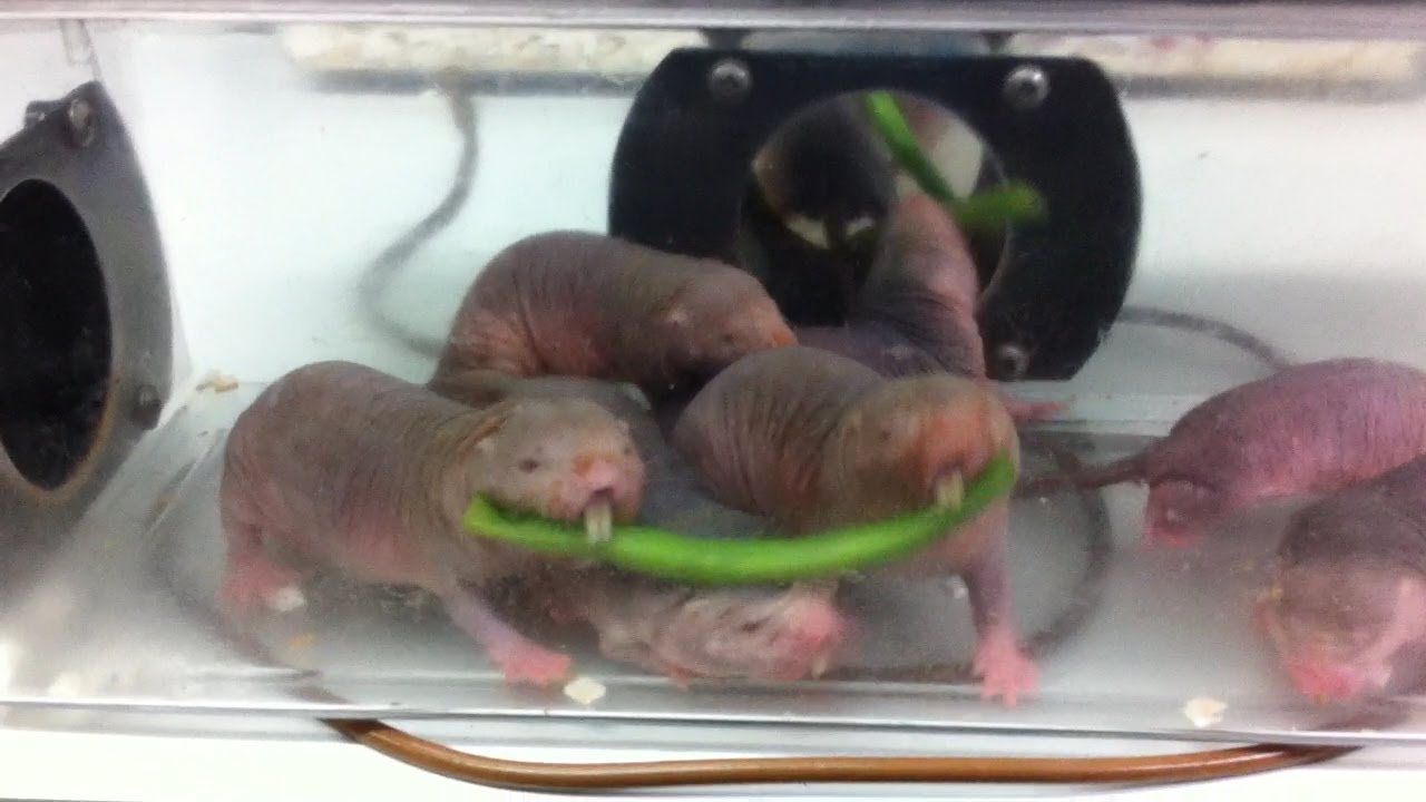 Playful Naked Mole Rats Youtube