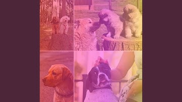 Pulsating Music for Caring for Dogs