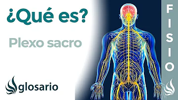 ¿Cuál es el nervio más importante del plexo sacro?