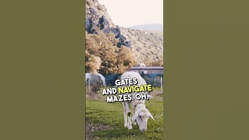 🐑 Sheep Are WAY Smarter Than You Think! 🤯 #Shorts