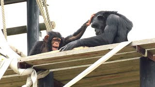 Fukuchan and Chiyochan 　Kamine Zoo Chimpanzee 202404