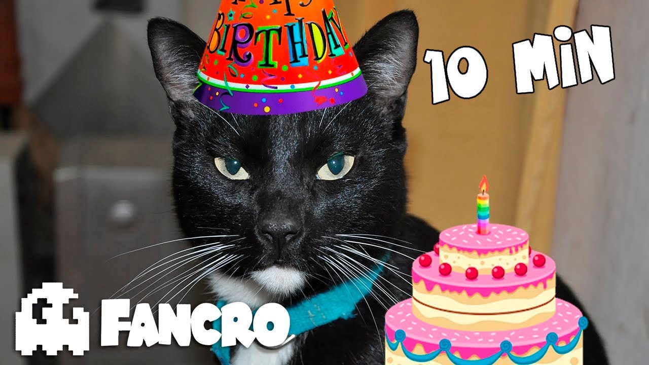 FELIZ CUMPLEAÑOS - Versión Gatuna (10Min)