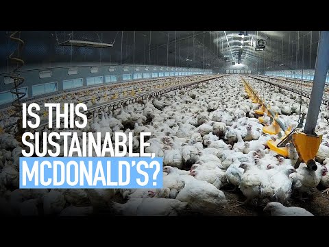 Is this Sustainable, McDonald's?