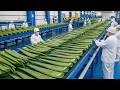 Dans une Usine KBeauty 🇰🇷:Production de Masse de Masques Aloevera (Processus Complet & Satisfaisant)
